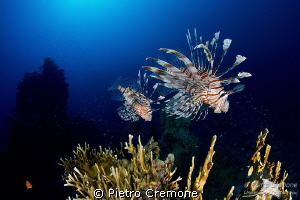 Lionfish on the hunt by Pietro Cremone 